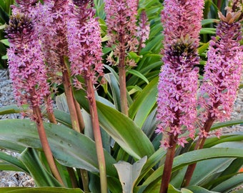 Eucomis 'African Night' Bare Roots