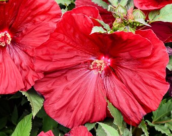 Hibiscus 'Blackberry Merlot' - Bare Roots