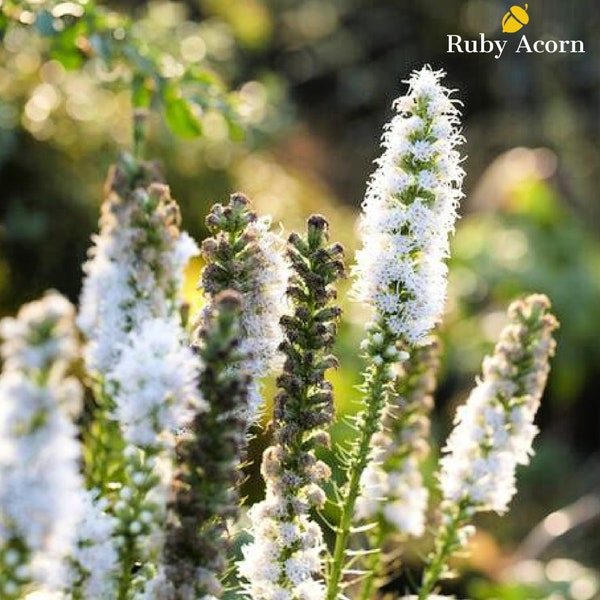 Liatris Spicata Alba Blazing Star Flower Bulbs