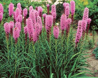 Liatris Spicata Blazing Star Flower Bulbs