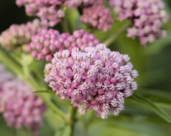 Asclepias 'Cinderella' Bare Roots