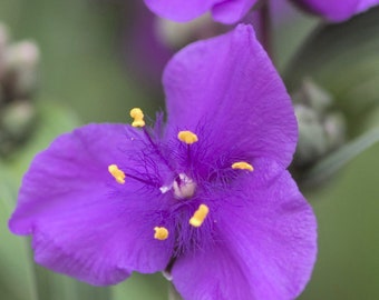 Tradescantia 'Concord Grape'