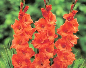 Gladiolus Large Flowering 'Pisa' Flower Bulbs