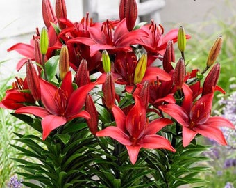 Lilium Asiatic 'Cavoli' Flower Bulbs