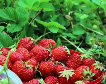 Strawberry 'Eversweet' Bare Roots Grade 1