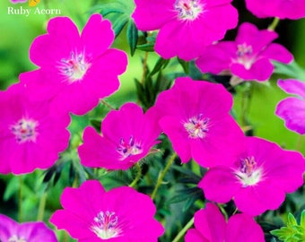 Geranium sanguineum 'New Hampshire Purple' Bare Roots