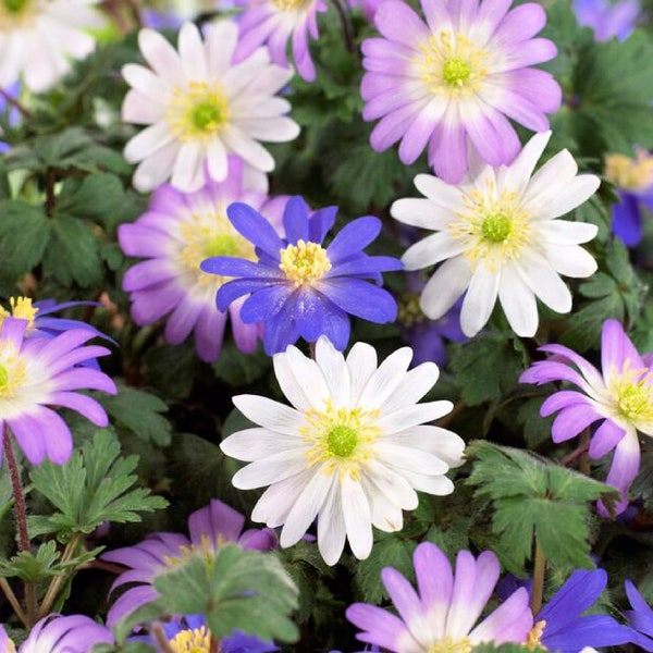 Anemone Blanda 'Mixture' Flower Bulbs