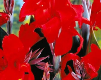 Bulbos de flores Canna Tall 'Caballero Negro'