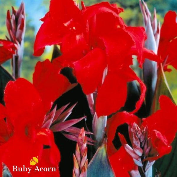 Canna Tall 'Black Knight' Flower Bulbs