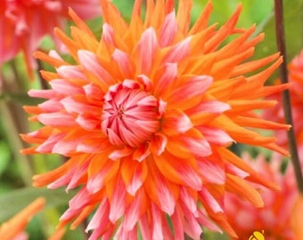 Dahlia Cactus 'Okapis Sunset' Tubers