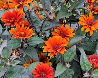 Heliopsis 'Bleeding Hearts' - Racines nues