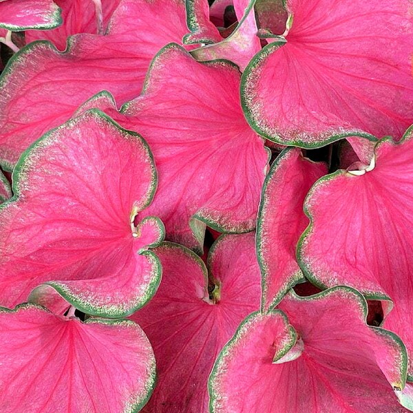 1 Caladium Strap Leaf Passionista Bulb - Exquisite Happy Bright Pink Foliage. Grows Back Every Year. Shade Lover. Cheers your garden!