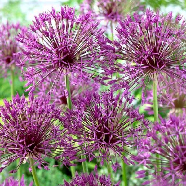Allium Tall 'Purple Rain' Flower Bulbs