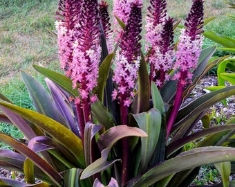 Eucomis 'Safari Adventure' Bare Roots