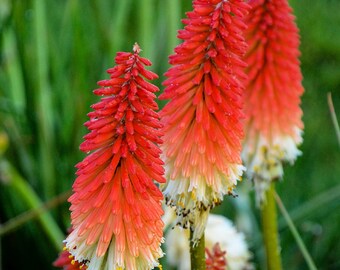 Kniphofia 'High Roller' Bare Roots