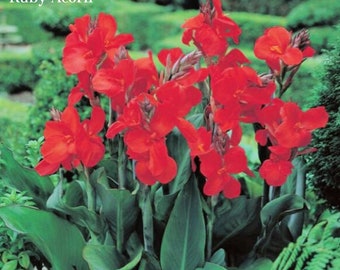 Canna Dwarf 'The President' Flower Bulbs