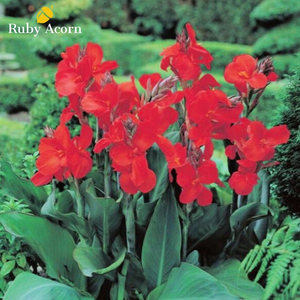 Canna Dwarf 'The President' Flower Bulbs