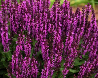 Salvia n. 'Bumbleberry' Bare Roots