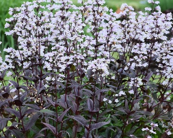 Penstemon 'Onyx and Pearls' Bare Roots