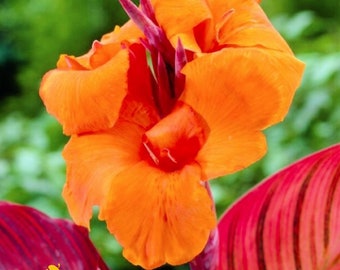 Canna Tall 'Durban' Flower Bulbs