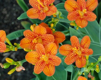 Belamcanda 'Freckle Face' - Grade 1 Bare Root - Bright Happy Orange Blooms