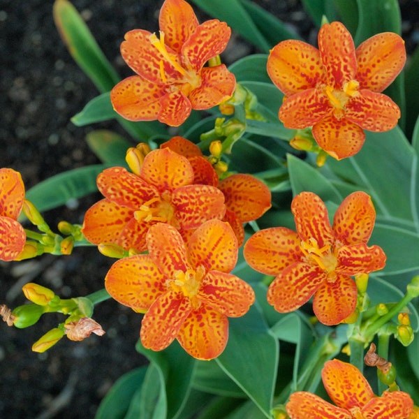 Belamcanda 'Freckle Face' - Grade 1 Bare Root - Bright Happy Orange Blooms