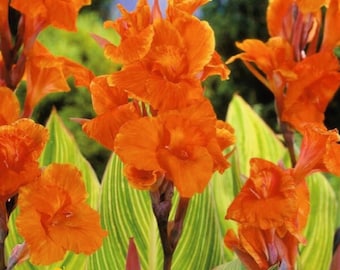 Bulbos de flores Canna Tall 'Pretoria'