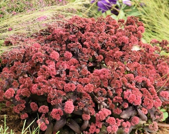 Sedum 'Midnight Velvet' Proven Winner - Grade 1 Bare Roots