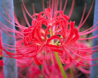 Lycoris Spider Lily 'Radiata' Flower Bulbs
