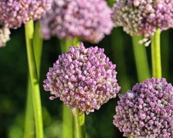 Allium Miniature 'Ping Pong' Flower Bulbs