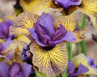 Iris s. 'Purring Tiger' - Bare Roots