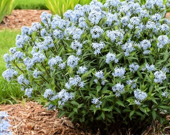 Amsonia 'Starstruck' Bare Roots