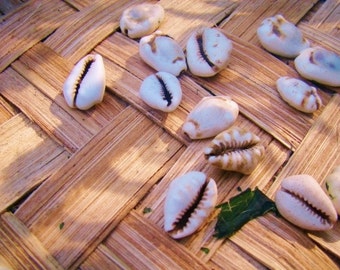 AUTHENTIC African Cowrie Shells for Divination Consecrated Washed with IFA Leaves