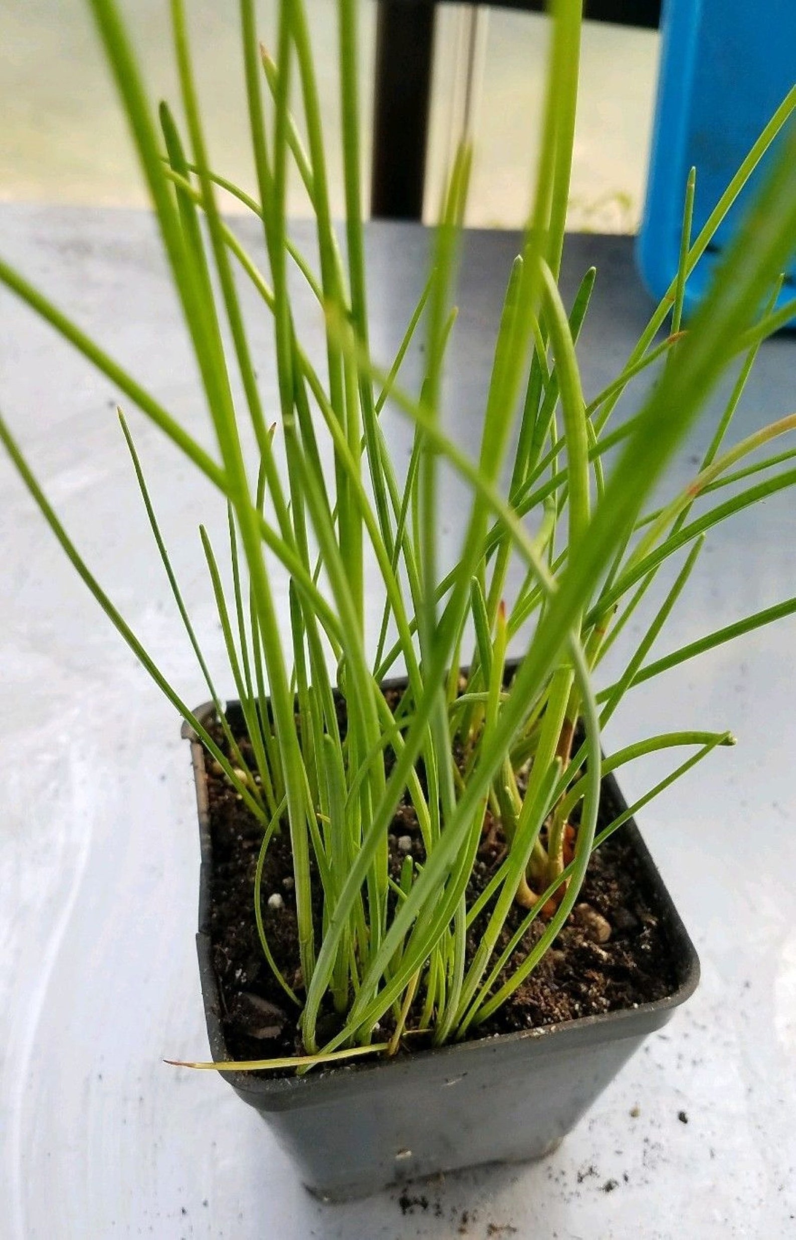 CHINESE WATER CHESTNUTS 8 bulbs Eleocharis dulcis edible Etsy