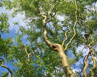 Corkscrew Willow Tree Twisted limbs, 1 yo plant sent bare root 1-2 feet tall