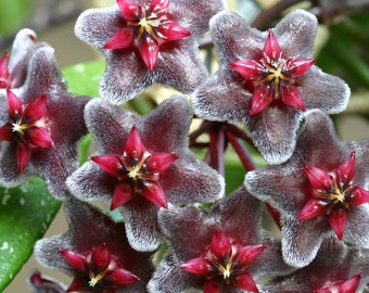 Hoya pubicalyx starter plant with 3-5 leaves well rooted, sent with the pot and soil