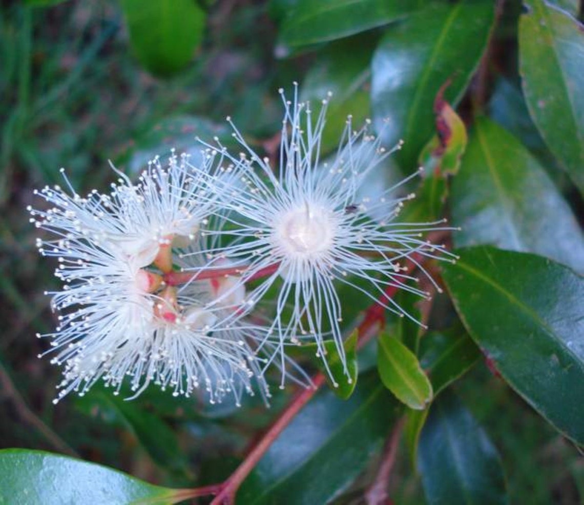 Lilly Pilly Berry Pflanze. Syzygium paniculatum Myrtaceae Etsy