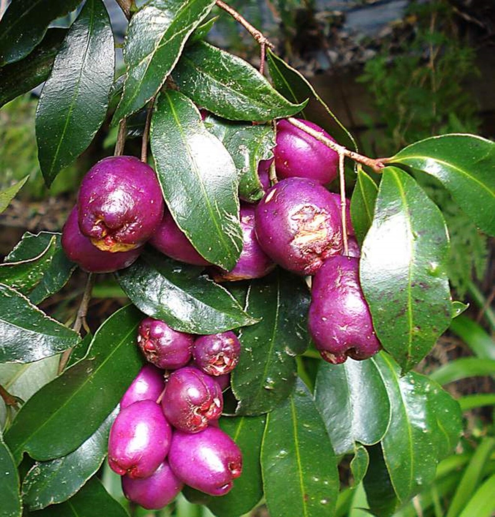 Lilly Pilly Berry Pflanze. Syzygium paniculatum Myrtaceae Etsy