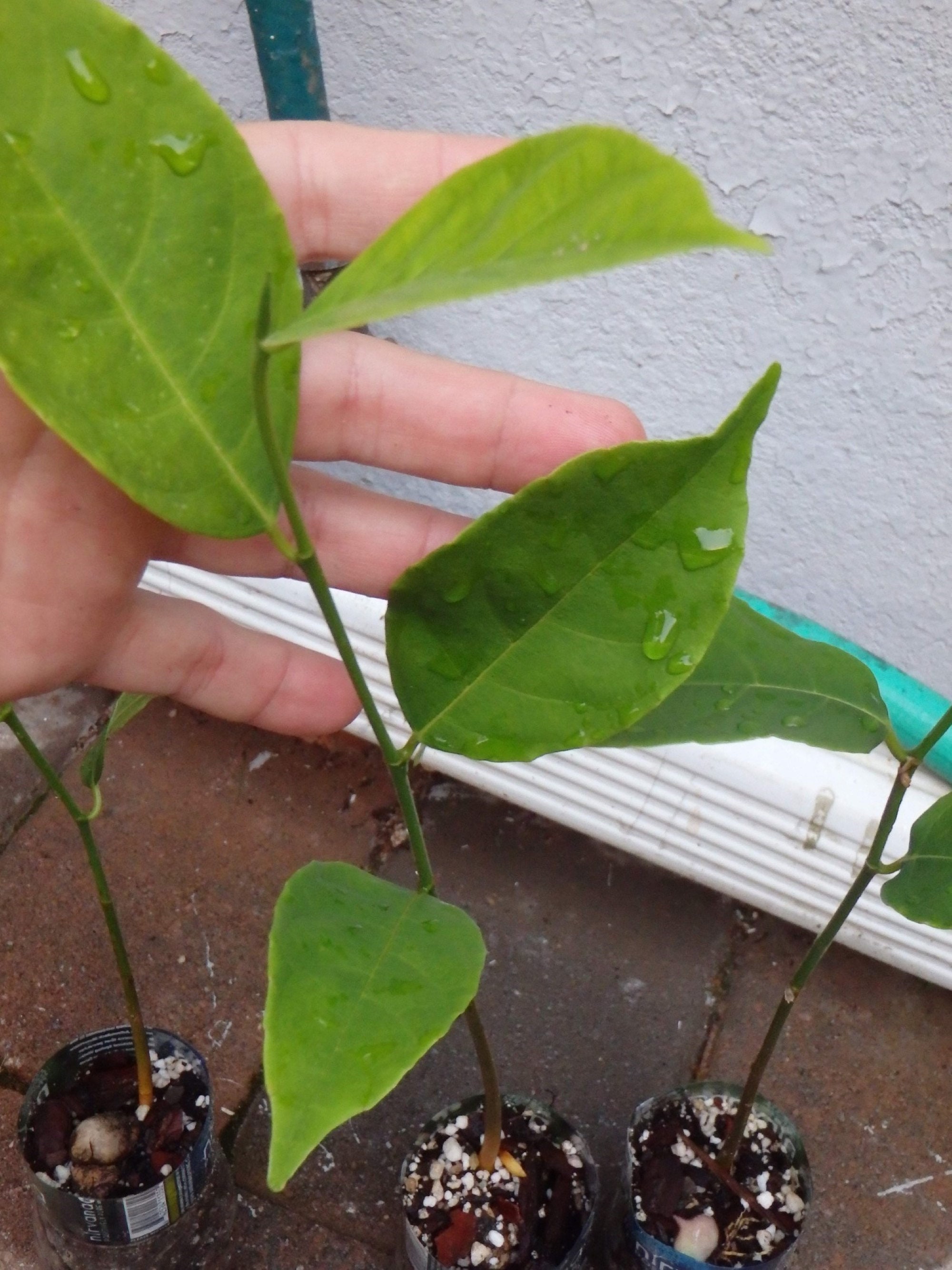 Jackfruit seedling in a pot with soil 610 inches tall 1 Etsy