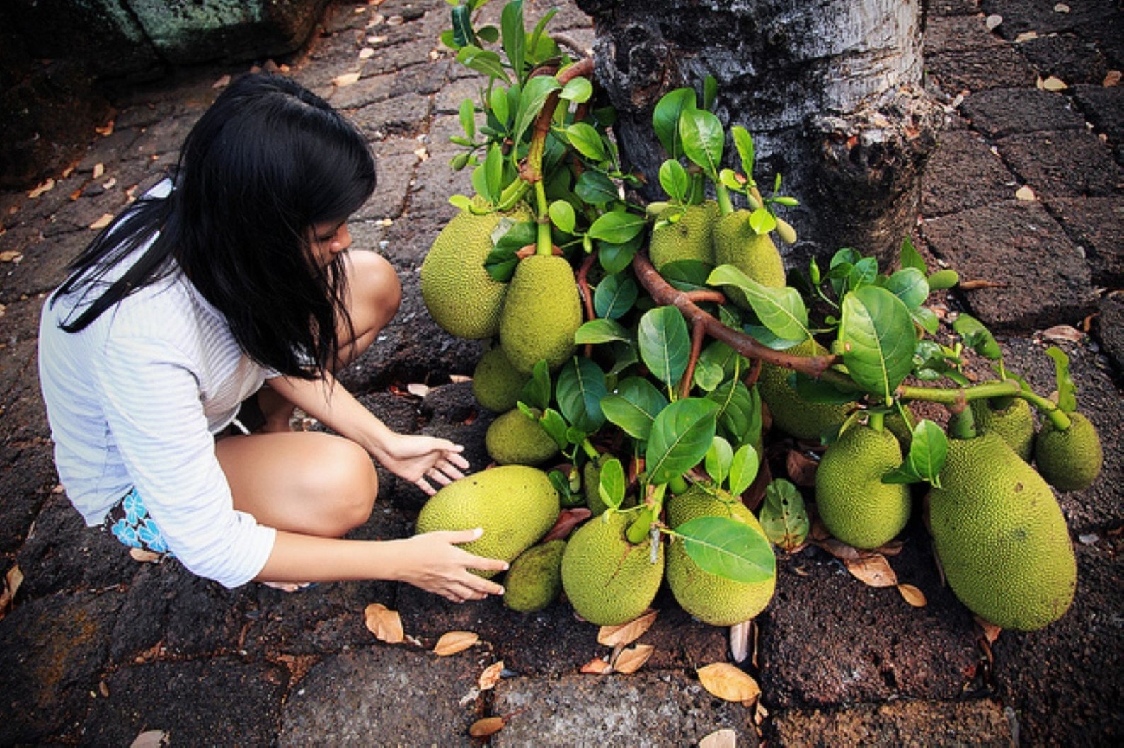 Jackfruit seedling in a pot with soil 610 inches tall 1 Etsy