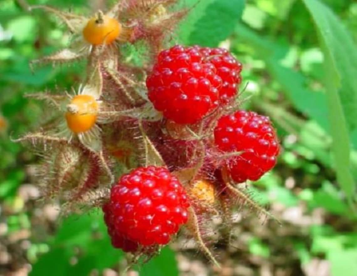 Wineberry Rubus phoenicolasius. Live plants nice roots Etsy