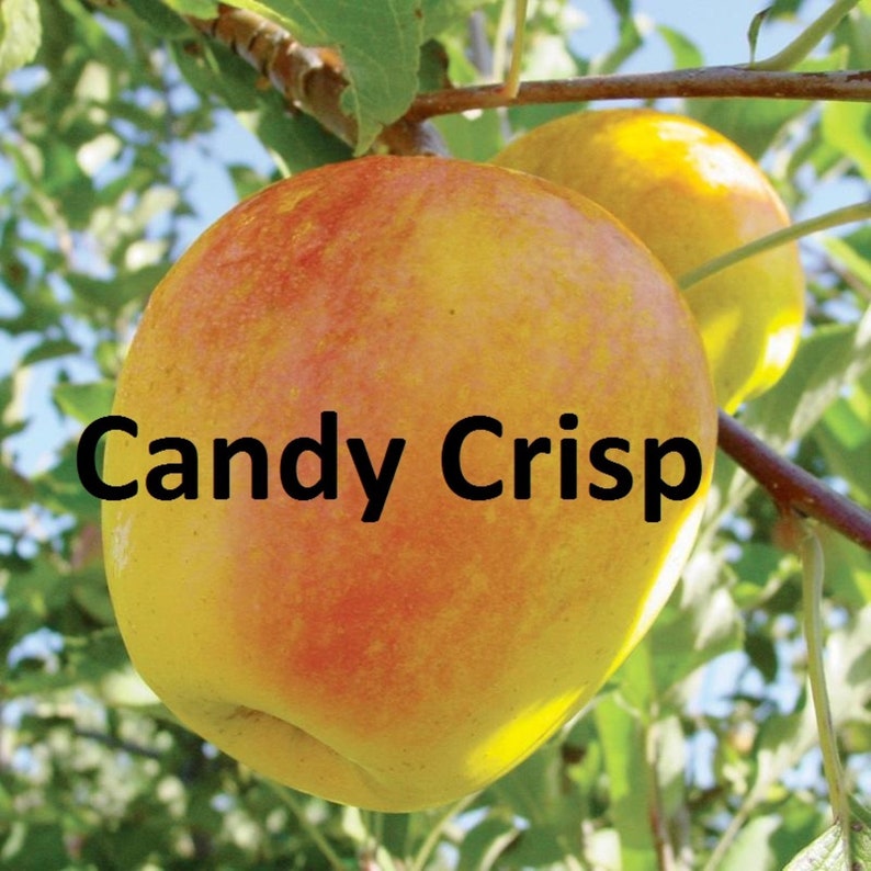 Candy Crisp Apple tree roots wrapped in wet media grafted 10-18 inches tall