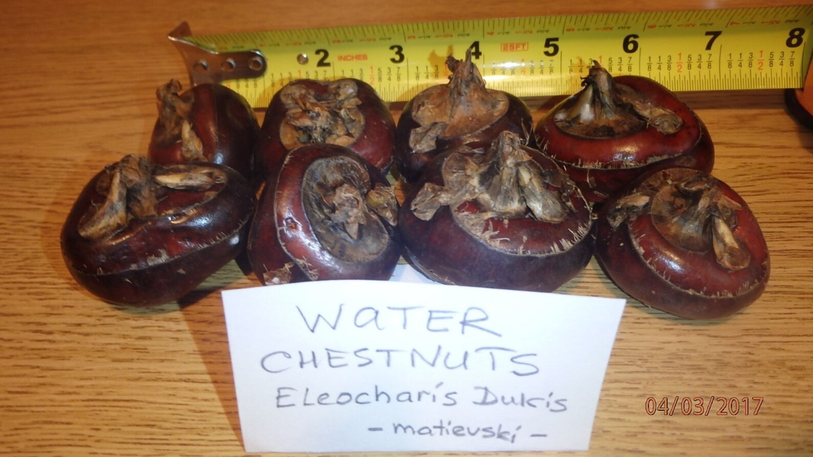 CHINESE WATER CHESTNUTS 8 bulbs Eleocharis dulcis edible Etsy