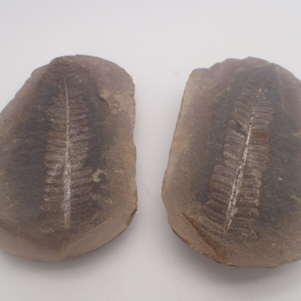 Fossilised Fern Pair | United States of America