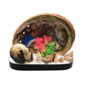 Pode incluir: Uma exibição decorativa de conchas marinhas com uma grande concha de abalone iridescente, um peixe azul e detalhes de coral colorido. Várias conchas menores são dispostas sobre uma superfície branca, sobre uma base preta.