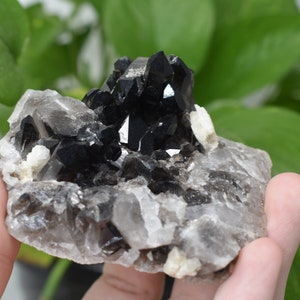 May include: A cluster of black crystals embedded in a matrix of clear quartz. The crystals are sharp and well-defined, with a glassy luster. The quartz is translucent and has a milky appearance.