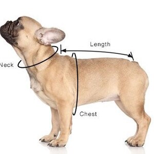Peut inclure: Un bouledogue fran&ccedil;ais brun et blanc debout sur un fond blanc. Le chien est mesur&eacute; pour un harnais de chien. Les mesures sont indiqu&eacute;es "Cou", "Poitrine" et "Longueur".