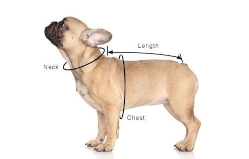 Peut inclure: Un bouledogue fran&ccedil;ais brun et blanc debout sur un fond blanc. Le chien est mesur&eacute; pour un harnais de chien. Les mesures sont indiqu&eacute;es "Cou", "Poitrine" et "Longueur".