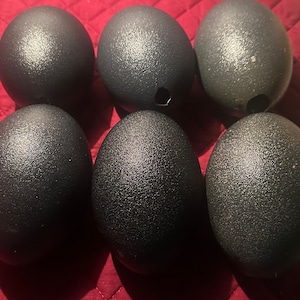 6 Emu Eggs for Egg Art Crafting