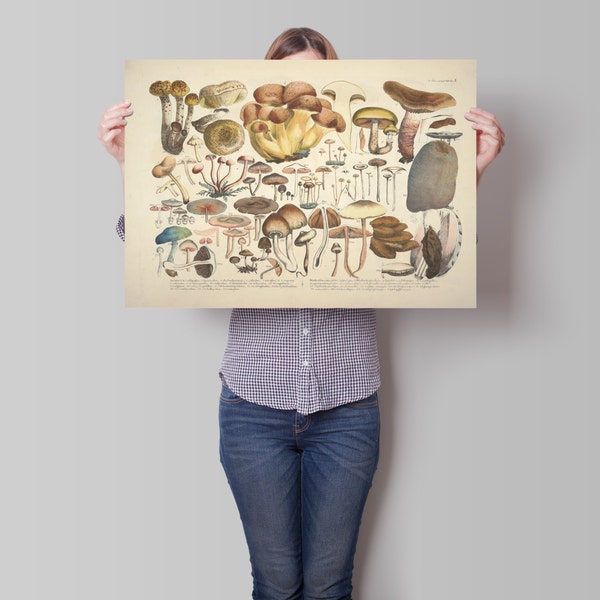 Impression de champignons. Illustration botanique. Affiche de champignon. Illustration botanique vintage. Art mural botanique. Impression de la classification des champignons